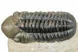 Detailed Reedops Trilobite - Atchana, Morocco #252400-1